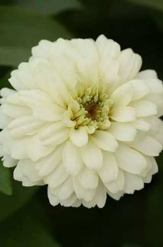  Zinnia marylandica Double Zahara Series White 1000 semien